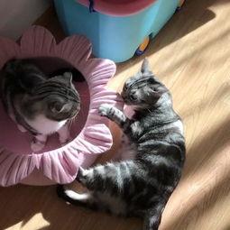 吃瓜猫的小说