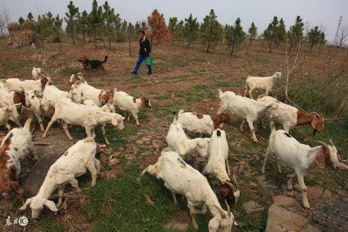养一羊吃瓜